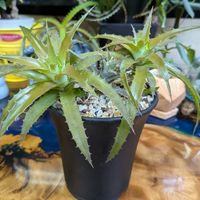 パイナップル,オルソフィツム サキシコラの画像