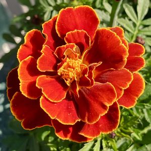 オレンジ色の花,#ガーデニング,エクステリアの画像