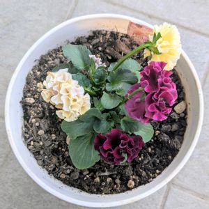 ローブ・ドゥ・アントワネット,成長記録の画像