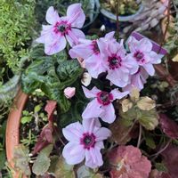 シクラメン,ルッコラ,ビオラ,フラワーカーペットローズ,シクラメン イリュージアの画像