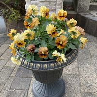 鉢植え,ガーデニング,花のある暮らし,サントリー フラワーズの画像
