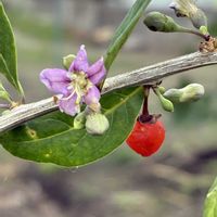クコ,ハナミズキ,ヤマボウシ,野葡萄,モッコクの画像