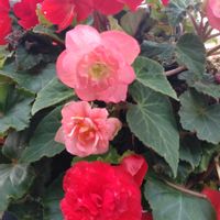 寄せ植え,鉢植え,ガーデニング,散策,健康第一の画像