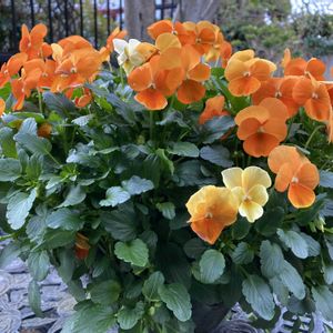 ビオラ,ギャザリング,オレンジ色の花,おうち園芸,パンビオ大好きの画像
