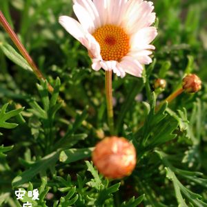 マーガレット,ストック キスミー,種まき,花のある暮らし,冬の庭の画像