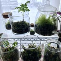 苔(コケ),苔テラリウム,お部屋,けーpic祭,われら17年組の画像