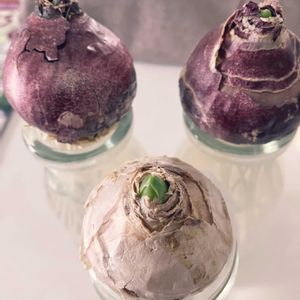 ヒヤシンス 水耕栽培,ヒヤシンス 水耕栽培,頑張れ自分,寒〜い❄️☃️,ヒアシスターズの画像