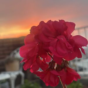 ゼラニウム,ゼラニウム,レンガ,空と花,庭の画像