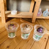 ヒヤシンス,ガーデニング,お花,水栽培,ヒヤシンス水栽培の画像