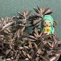 デザートローズ,不死鳥,毎月5日は群生の日,さわの瓢箪シリーズ,タコの日の画像