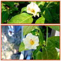 オシロイバナ,オシロイバナ,ランタナ,コバノランタナ,オシロイバナ愛好家友の会の画像