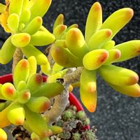 多肉植物,鉢植えの画像