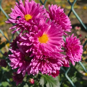 キク,散歩,雑草,季節の花,秋の花の画像