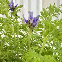 レースラベンダー,グリーン,紫の花,花のある暮らし,植物のある暮らしの画像