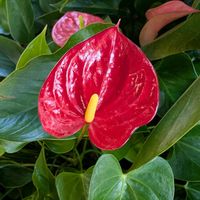 アンスリウム,カトレア,アグラオネマ,須磨離宮公園,お出かけ先の画像