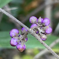 ジャノヒゲ,ジャノヒゲ,ジャノヒゲ,ジャノヒゲ,ヤブムラサキの画像