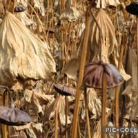 ハス,コクチナシ,日本庭園,万博記念公園の画像