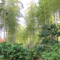 ツワブキ,ヤブラン,竹林、,万博記念公園の画像