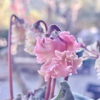 シクラメン,ガーデンシクラメン,シルバーレース,シルバーレース,フォックスリータイムの画像