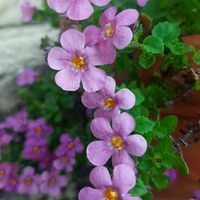 バコパ,ナチュラルガーデン,かわいい♡,元気もらえる,ありがとう♡の画像