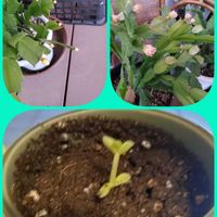 朧月,花のある暮らし,シャコバサボテン♡,息吹きの画像