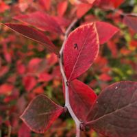 ブルーベリー,ブルーベリー,ブルーベリーの葉,いつもありがとう♡,庭のブルーベリーの画像