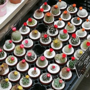 サボテン,おでかけ先の画像