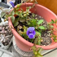 アナベル,アナベル,羽衣ジャスミン,ピンクアナベル,TANIKU MY LOVEの画像