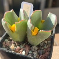 コノフィツム,多肉大好き,多肉多肉多肉,多肉のある暮らし,多肉女子の画像