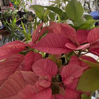 シクラメン,ハナキリン,ポインセチア,ハイビスカス サマーレッド,健康第一☘️の画像