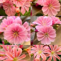 レウィシア,My flowersの画像