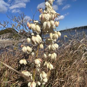 ノブドウ,フユノハナワラビ,アツバキミガヨラン,シマニシキソウ,アツバキミガヨランの花の画像