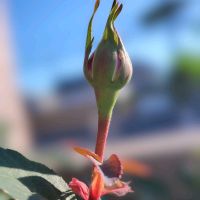 バラ,鉢植え,ベランダの画像