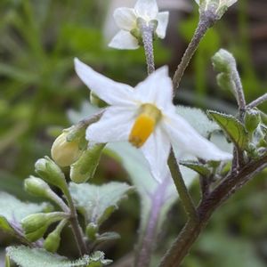 イヌホオズキ,山野草,ナス科,里山,お出かけ先の画像