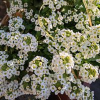 アリッサム,寄せ植え.,寄せ植え,鉢植え,お花のある暮らしの画像