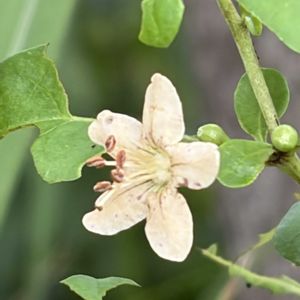 クコ,ハーブ,花壇,ガーデニング,山野草の画像