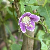 クコ,ハーブ,花壇,ガーデニング,山野草の画像