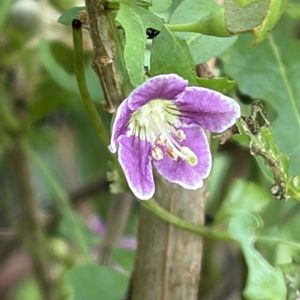 クコ,ハーブ,花壇,ガーデニング,山野草の画像