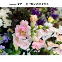 キンギョソウ・トゥイニー,꒰ღ˘◡˘ற꒱かわゅ~,植物のある暮らし,いつも、いいね!ありがとうございます(*´`)♡,乙女チック❤の画像