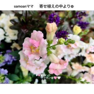 キンギョソウ・トゥイニー,꒰ღ˘◡˘ற꒱かわゅ~,植物のある暮らし,いつも、いいね!ありがとうございます(*´`)♡,乙女チック❤の画像