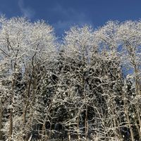 ラベンダー,リンゴ,樹氷,イングリッシュラベンダー,コモンラベンダーの画像
