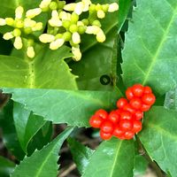 センリョウ,テイカカズラ,マサキ,ヤブニッケイ,サオトメバナ（ヘクソカズラ）の画像