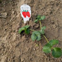 家庭菜園奮闘日記,畑の画像