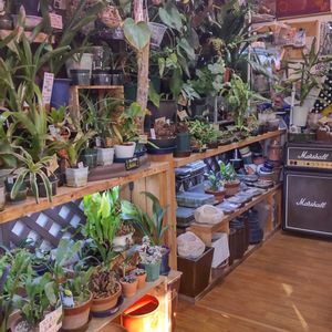 多肉植物,ウラボシ科,ビカクシダ属,食中植物,塊根の画像