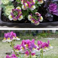 ポインセチア,大輪ナデシコ,ネメシアアロマンス ライチグレープ,ネメシアアロマンス,金曜日の蕾たちの画像