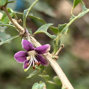 クコ,クコ,クコの実。,赤い実,ナス科の画像