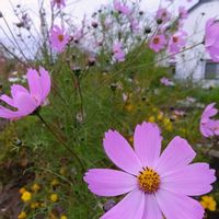 コスモス,コスモス,マリーゴールド,マリーゴールド,キバナコスモスの画像