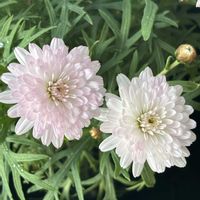 ボンザマーガレット,ボンザマーガレット サクラ,ボンザマーガレット　サンライズピンク,白い花,ピンクの花の画像