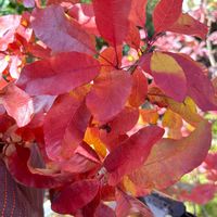 スモークツリー,スモークツリー,ヒメシャラ,蓑虫(みのむし),スモークツリーの紅葉の画像