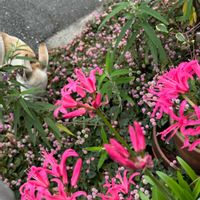 ネリネ,ネリネ,モミジ,モミジ,ダイヤモンドリリーの画像